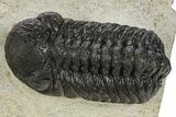 Detailed Austerops Trilobite - Morocco #331947-3